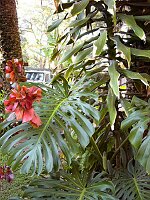 Tropical vegetation but cold nights