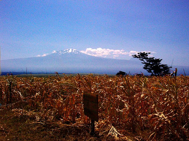 Maize fields under a majestic mountain