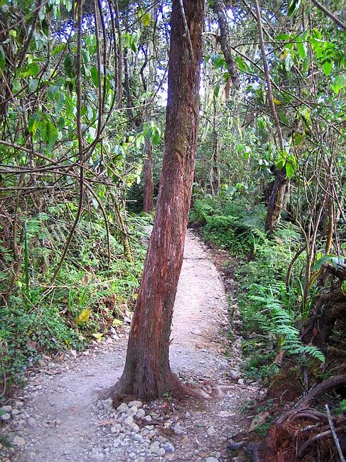 Wake-up tree 1