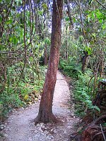 Wake-up tree 1