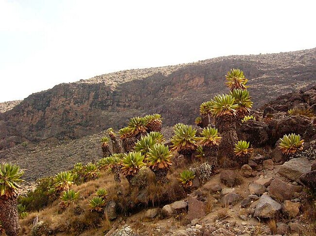 First Senecios coming down into Barranco Valley