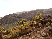 First Senecios coming down into Barranco Valley