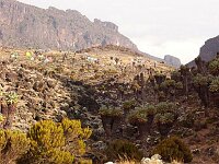 Reaching Barranco camp, 3950m