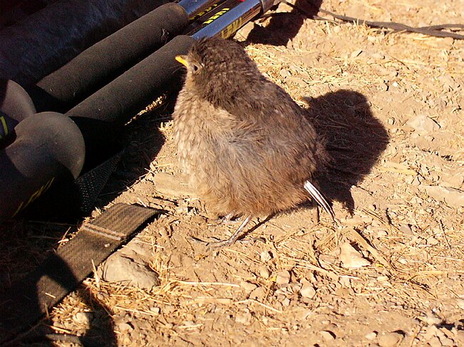 ... is eager to get some drops of water from the melting ice on our tent. 