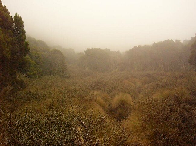 Plunging into the sea of clouds