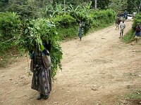 Carrying fodder for the cows.
