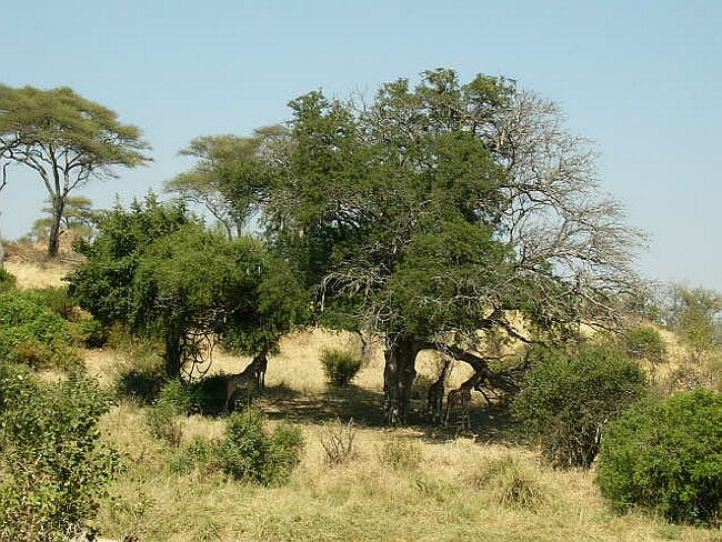 See the giraffes?