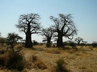 Baobabs